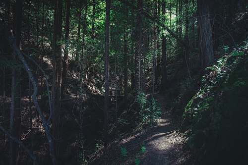forest photo of forest walk path marron valley